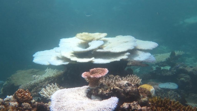 Great Barrier Reef Experiences Massive Coral Spawning - APSA